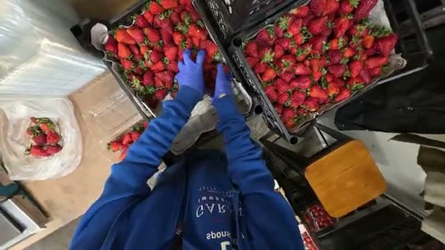 Empacando fresa — Campo