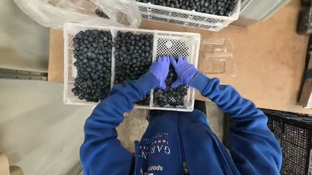 Empacando arándano — Campo